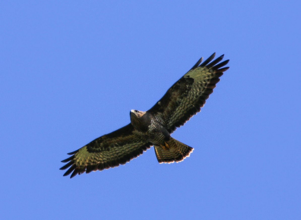Buse variable - photo 01